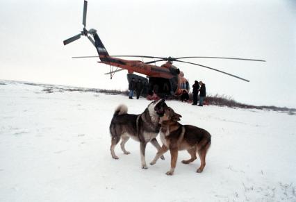 собаки и вертолет