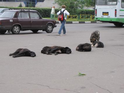 бездомные собаки