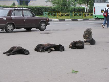 бездомные собаки