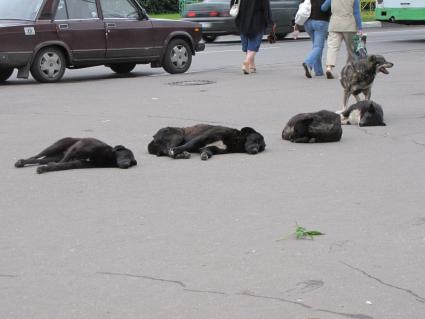 бездомные собаки