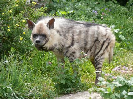 Гиена полосатая (Hyaena hyaena). Единственный представитель семейства в фауне бывшего Советского Союза. Московский зоопарк.