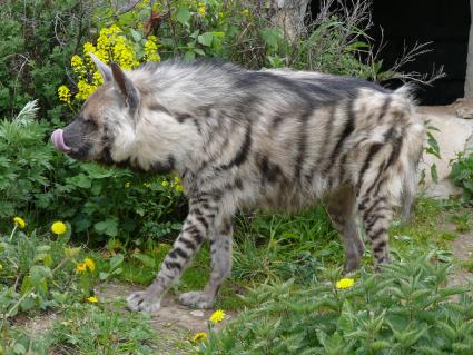 Гиена полосатая (Hyaena hyaena). Единственный представитель семейства в фауне бывшего Советского Союза. Московский зоопарк.