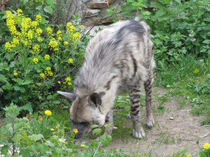 Гиена полосатая (Hyaena hyaena). Единственный представитель семейства в фауне бывшего Советского Союза. Московский зоопарк.