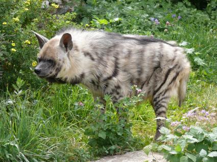 Гиена полосатая (Hyaena hyaena). Единственный представитель семейства в фауне бывшего Советского Союза. Московский зоопарк.