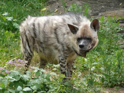 Гиена полосатая (Hyaena hyaena). Единственный представитель семейства в фауне бывшего Советского Союза. Московский зоопарк.