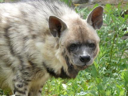 Гиена полосатая (Hyaena hyaena). Единственный представитель семейства в фауне бывшего Советского Союза. Московский зоопарк.