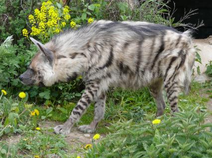 Гиена полосатая (Hyaena hyaena). Единственный представитель семейства в фауне бывшего Советского Союза. Московский зоопарк.