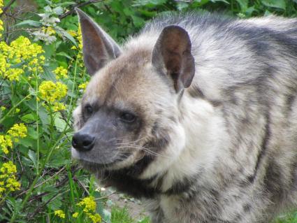 Гиена полосатая (Hyaena hyaena). Единственный представитель семейства в фауне бывшего Советского Союза. Московский зоопарк.