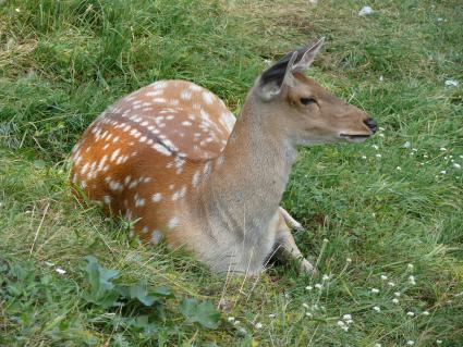 Пятнистый олень (лат. Cervus nippon). Был распространён в северо-восточном Китае, на острове Тайвань, в Северном Вьетнаме, Корее, Японии. Пятнистый олень обитает в южном Приморье, завезён в среднюю полосу европейской части России и на Кавказ в начале 30-х годов. Из-за постоянного преследования едва не вымер в начале XX века. г. Орел. Зверинец в Детском парке.