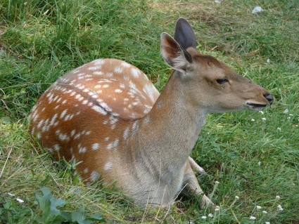 Пятнистый олень (лат. Cervus nippon). Был распространён в северо-восточном Китае, на острове Тайвань, в Северном Вьетнаме, Корее, Японии. Пятнистый олень обитает в южном Приморье, завезён в среднюю полосу европейской части России и на Кавказ в начале 30-х годов. Из-за постоянного преследования едва не вымер в начале XX века. г. Орел. Зверинец в Детском парке.