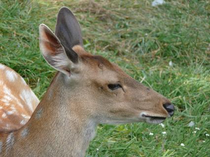 Пятнистый олень (лат. Cervus nippon). Был распространён в северо-восточном Китае, на острове Тайвань, в Северном Вьетнаме, Корее, Японии. Пятнистый олень обитает в южном Приморье, завезён в среднюю полосу европейской части России и на Кавказ в начале 30-х годов. Из-за постоянного преследования едва не вымер в начале XX века. г. Орел. Зверинец в Детском парке.