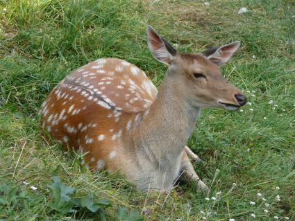 Пятнистый олень (лат. Cervus nippon). Был распространён в северо-восточном Китае, на острове Тайвань, в Северном Вьетнаме, Корее, Японии. Пятнистый олень обитает в южном Приморье, завезён в среднюю полосу европейской части России и на Кавказ в начале 30-х годов. Из-за постоянного преследования едва не вымер в начале XX века. г. Орел. Зверинец в Детском парке.