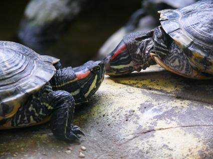 Красноухая черепаха (Trachemys scripta). принадлежит к семейству пресноводных черепах. Представителей рода можно встретить к югу от Северной Америки, Южной и Центральной Европе, Южной Африке, Юго-Восточной Азии. Московский зоопарк.