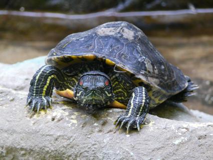 Красноухая черепаха (Trachemys scripta). принадлежит к семейству пресноводных черепах. Представителей рода можно встретить к югу от Северной Америки, Южной и Центральной Европе, Южной Африке, Юго-Восточной Азии. Московский зоопарк.