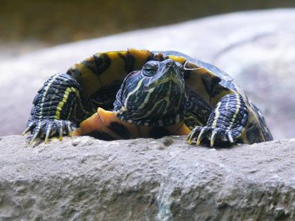 Красноухая черепаха (Trachemys scripta). принадлежит к семейству пресноводных черепах. Представителей рода можно встретить к югу от Северной Америки, Южной и Центральной Европе, Южной Африке, Юго-Восточной Азии. Московский зоопарк.