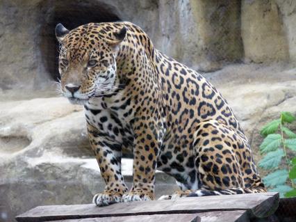 Ягуар (Panthera onca) . третий по размерам в мире и самый крупный и сильный в Новом свете представитель семейства кошачьих. Московский зоопарк.