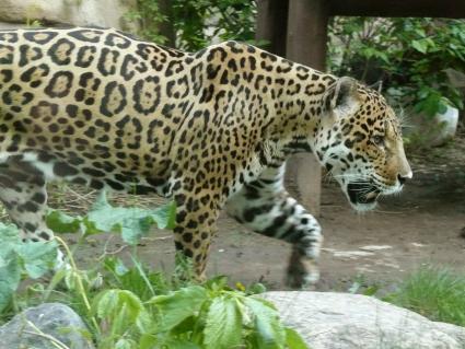 Ягуар (Panthera onca) . третий по размерам в мире и самый крупный и сильный в Новом свете представитель семейства кошачьих. Московский зоопарк.