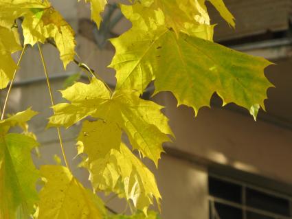 желтый лист клен осень погода осенний бабье лето