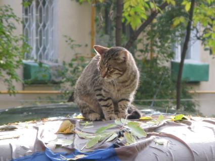 кот кошка осень бабье лето домашний питомец