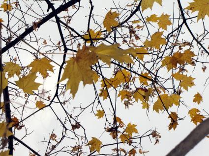 Осень листва