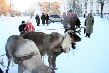 Северные олени.  Катание на оленьих упряжках.