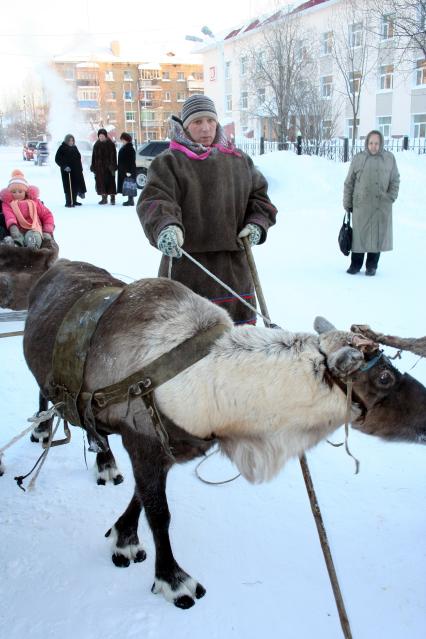 Северные олени.  Катание на оленьих упряжках.