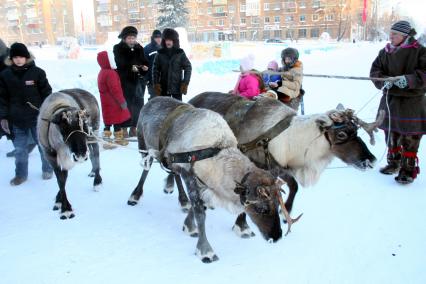 Северные олени.  Катание на оленьих упряжках.