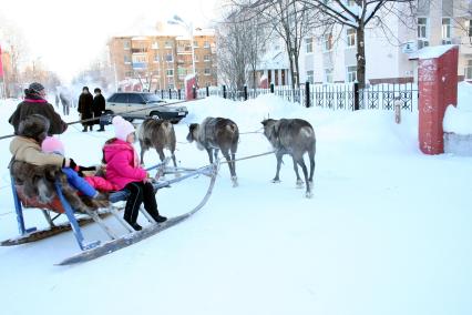 Северные олени.  Катание на оленьих упряжках.