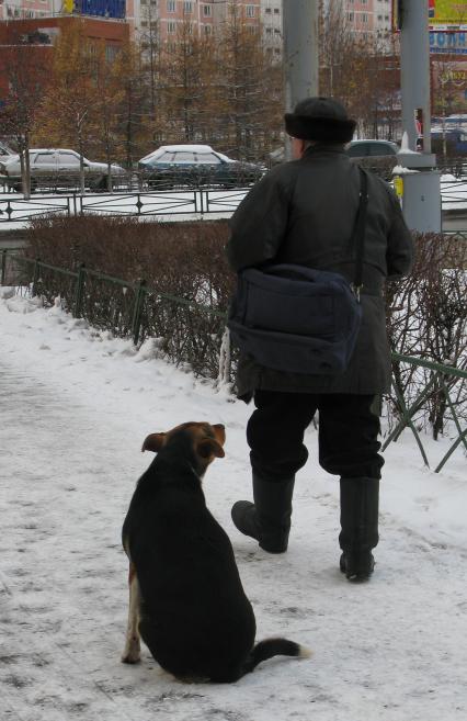 бездомный бездомная бродячий бродячая пес собака укус