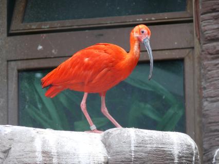 Алый ибис (Eudocimus ruber)
Алый ибис имеет такую яркую окраску благодаря высокому содержанию каротина, имеющегося в поедамых им рачках и креветках. В неволе эти птицы могут становится более блеклыми, если количество каротина в их пище уменьшится.