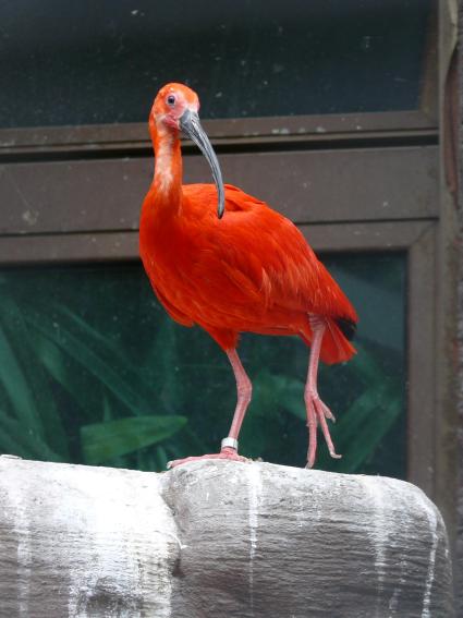 Алый ибис (Eudocimus ruber)
Алый ибис имеет такую яркую окраску благодаря высокому содержанию каротина, имеющегося в поедамых им рачках и креветках. В неволе эти птицы могут становится более блеклыми, если количество каротина в их пище уменьшится.