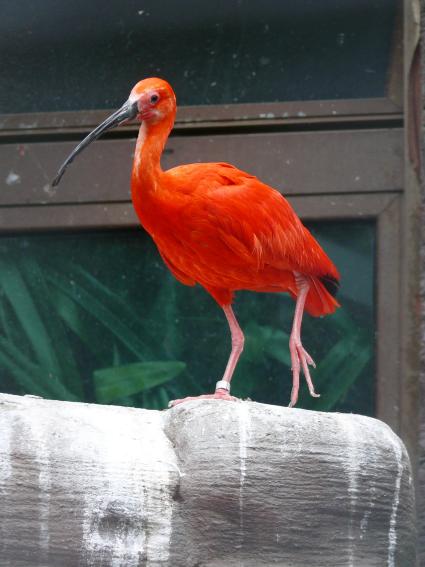 Алый ибис (Eudocimus ruber)
Алый ибис имеет такую яркую окраску благодаря высокому содержанию каротина, имеющегося в поедамых им рачках и креветках. В неволе эти птицы могут становится более блеклыми, если количество каротина в их пище уменьшится.