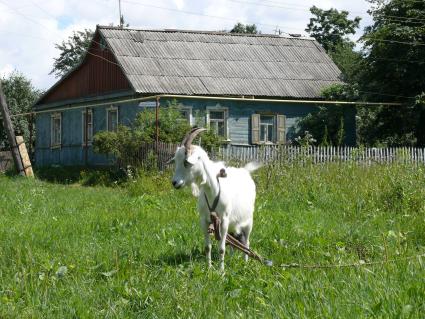 Коза на привязи домик в деревне