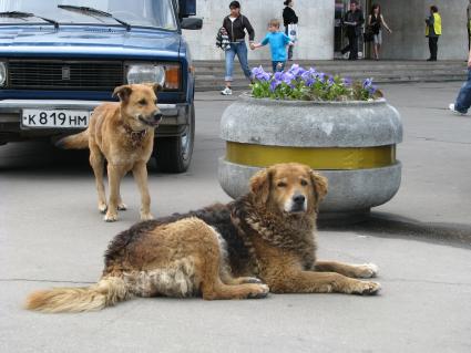 дворовые собаки бездомные лайки