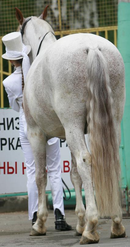 Сокольники 9ая Международная конная выставка \\\"Эквирос\\\" 18августа 2007 фото Нечаевой Наталии