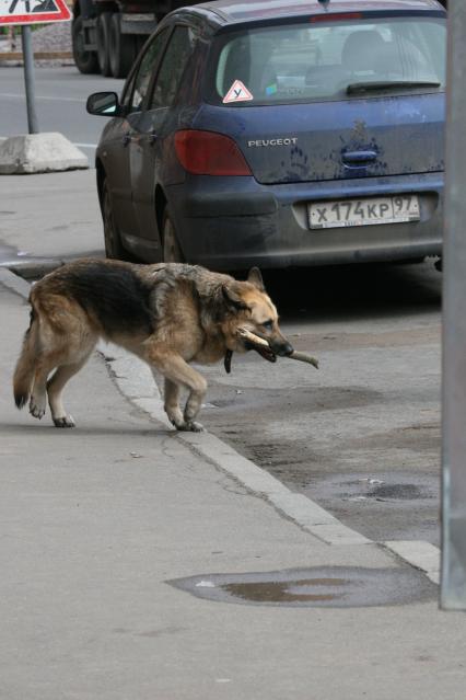 собака овчарка