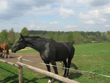Лошади на пастбище. Латвия