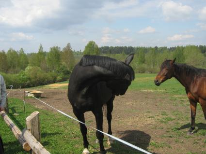 Лошади на пастбище. Латвия