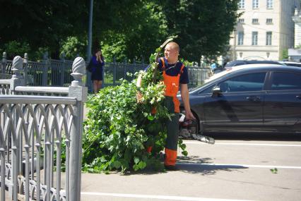 Обрезка деревьев от ненужных веток, 30 июня 2010 года. Гастарбайтер. Рабочий. Благоустройство города. Ветки. Деревья.  Коммунальные службы. Бензопила. Лето. Жара.