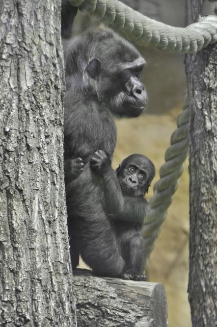 Дата: 03.06.2010 Семья горилл в Московском зоопарке. На руках у самки - детеныш. Малыш родился 2 апреля 2009 года. Это первый случай в истории Московского зоопарка.