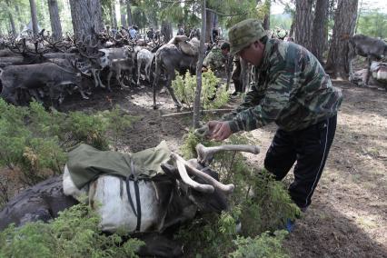 Стойбище оленеводов, рядом с поселком Байкит Красноярского края, 15 июля 2010