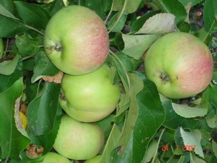 Яблоня, яблоки, урожай яблок
