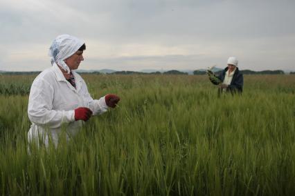 Борьба с сорняками на полях ОПК Михайловский