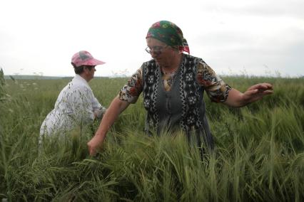 Борьба с сорняками на полях ОПК Михайловский