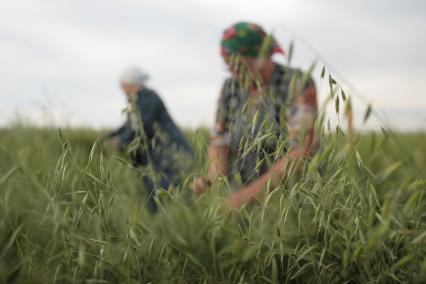 Борьба с сорняками на полях ОПК Михайловский