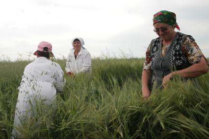 Борьба с сорняками на полях ОПК Михайловский