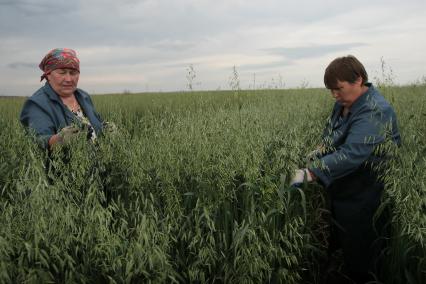 Борьба с сорняками на полях ОПК Михайловский