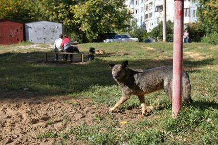 14.09.2010 Самара, Россия. Бродячая собака во дворе.