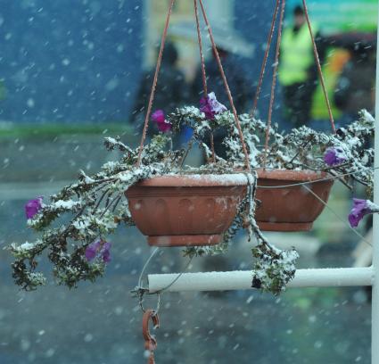13 октября 2010 года. Первый снег в Москве. Осень. Снегопад. Улица. Цветы.