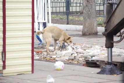 Собака роется в городском мусоре, 13 ноября 2010 года, Саратов. Город, мусорка, грязь, антисанитария, инфекции, собака